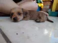 Simba