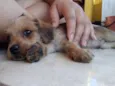 Simba
