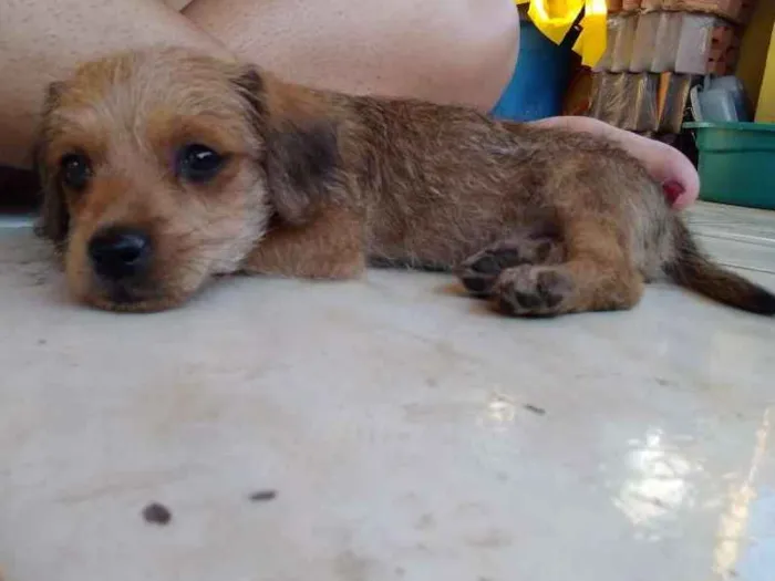 Cachorro raça Shitzu misturado com viralata idade Abaixo de 2 meses nome Simba