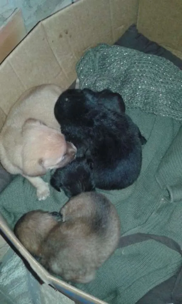 Cachorro ra a Vira lata  idade Abaixo de 2 meses nome Pit 