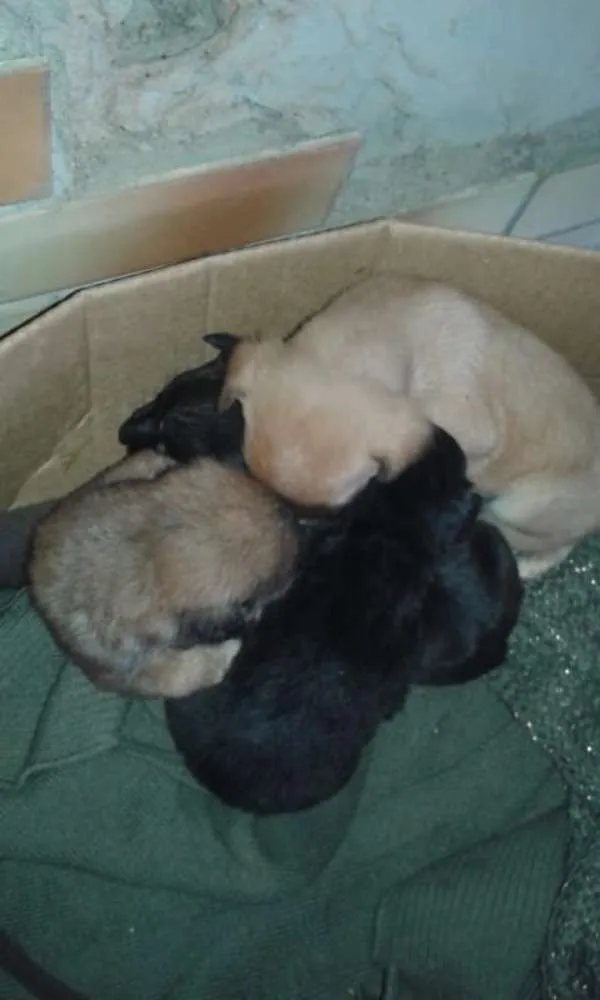 Cachorro ra a Vira lata  idade Abaixo de 2 meses nome Pit 