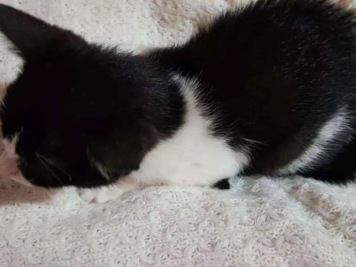 Gato raça Sem raça  idade 2 a 6 meses nome Sophia