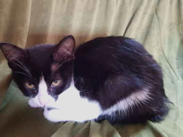 Gato raça Sem raça  idade 2 a 6 meses nome Sophia