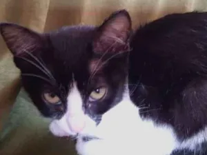 Gato raça Sem raça  idade 2 a 6 meses nome Sophia