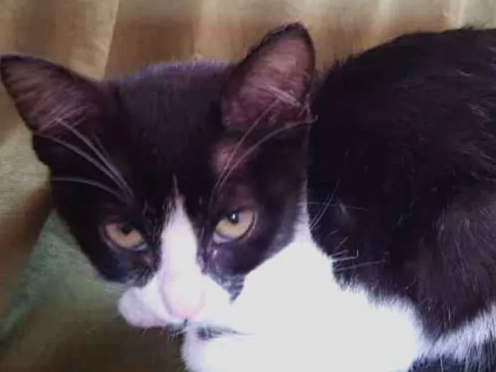 Gato raça Sem raça  idade 2 a 6 meses nome Sophia