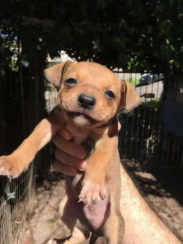 Cachorro ra a SRD idade Abaixo de 2 meses nome Sorriso