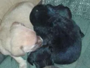 Cachorro raça Vira lata  idade Abaixo de 2 meses nome Pit 