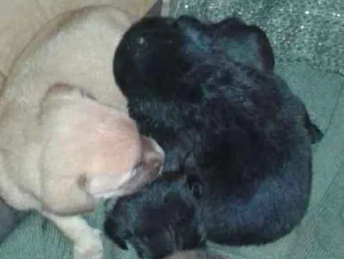Cachorro ra a Vira lata  idade Abaixo de 2 meses nome Pit 