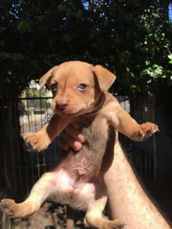 Cachorro ra a SRD idade Abaixo de 2 meses nome Hagar