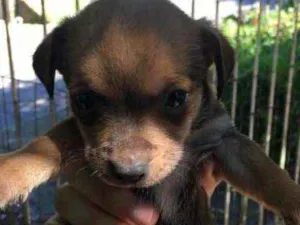 Cachorro raça SRD idade Abaixo de 2 meses nome Stitch