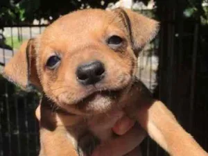 Cachorro raça SRD idade Abaixo de 2 meses nome Sorriso