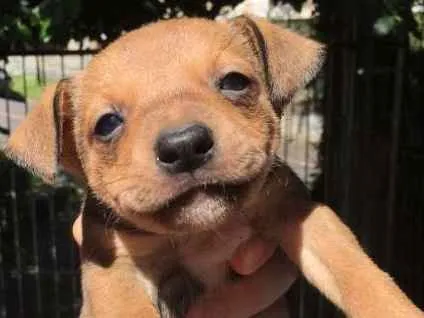 Cachorro ra a SRD idade Abaixo de 2 meses nome Sorriso