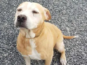 Cachorro raça Mix idade 5 anos nome Sem nome 
