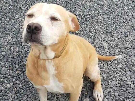 Cachorro ra a Mix idade 5 anos nome Sem nome 