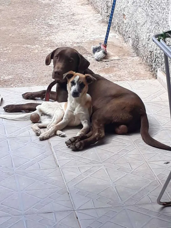 Cachorro ra a vira lata com labrador  idade 1 ano nome Naymiria 