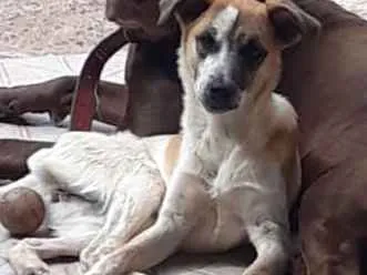 Cachorro ra a vira lata com labrador  idade 1 ano nome Naymiria 