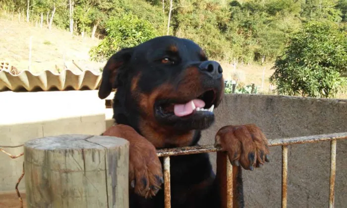 Cachorro raça Rottweiler idade 3 anos nome Luna