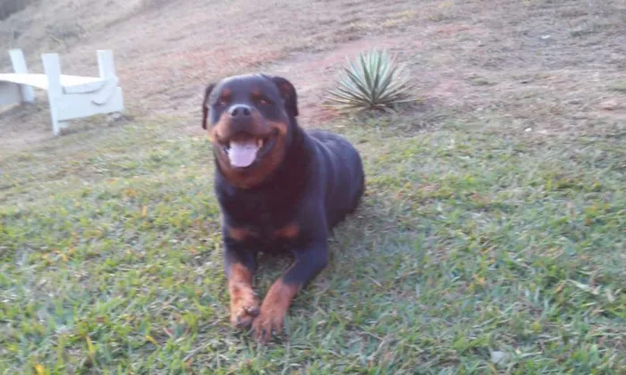 Cachorro raça Rottweiler idade 3 anos nome Luna