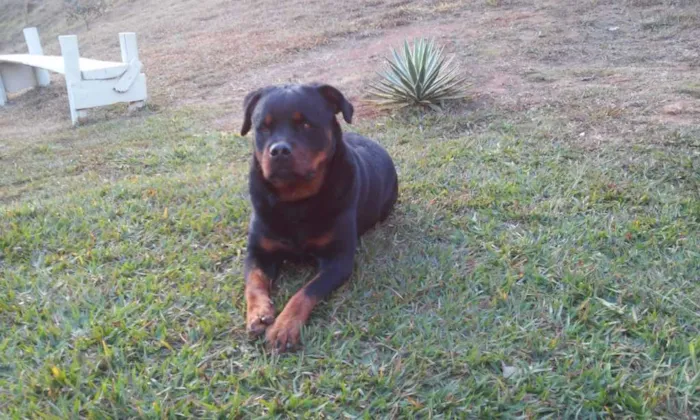 Cachorro raça Rottweiler idade 3 anos nome Luna