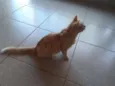 Catarina