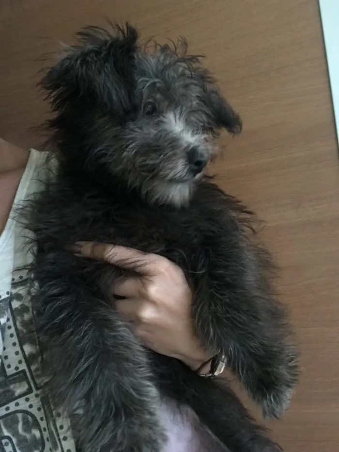 Cachorro raça Poodle idade 2 a 6 meses nome Olivia