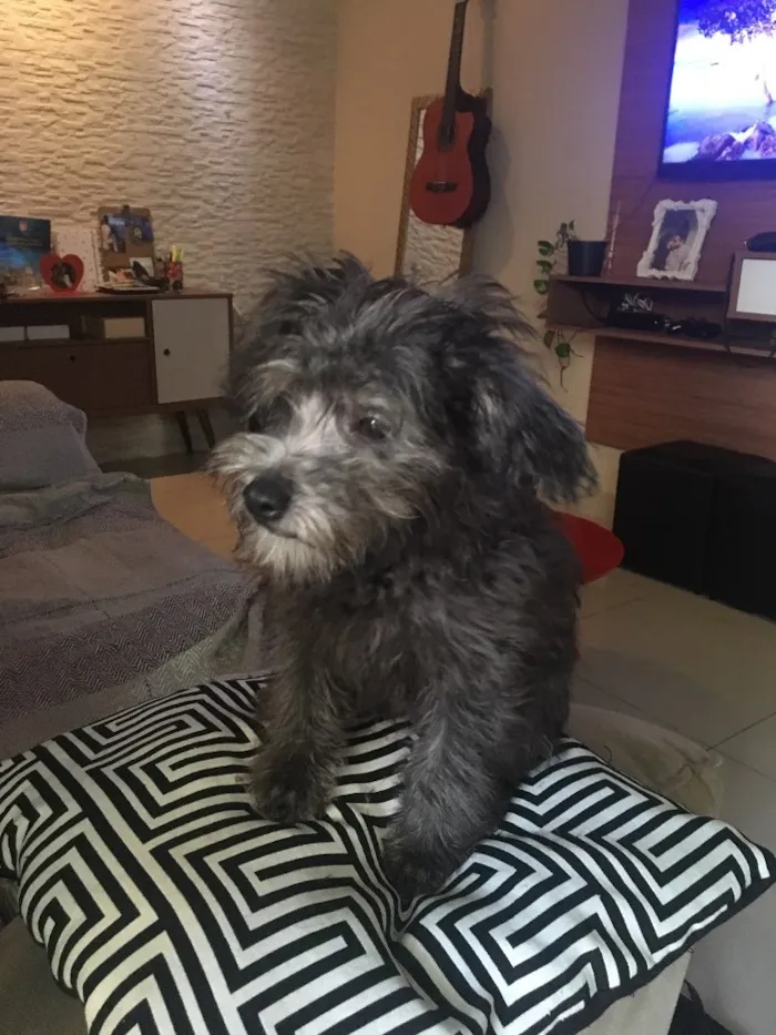 Cachorro raça Poodle idade 2 a 6 meses nome Olivia