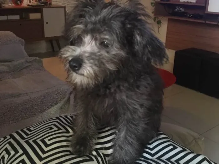Cachorro raça Poodle idade 2 a 6 meses nome Olivia
