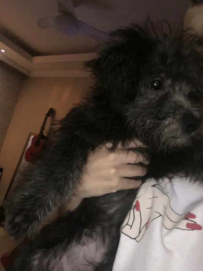 Cachorro raça Poodle idade 2 a 6 meses nome Olivia