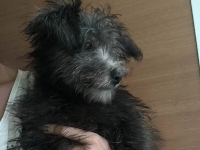 Cachorro raça Poodle idade 2 a 6 meses nome Olivia