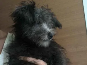 Cachorro raça Poodle idade 2 a 6 meses nome Olivia