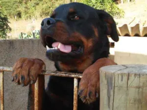 Cachorro raça Rottweiler idade 3 anos nome Luna