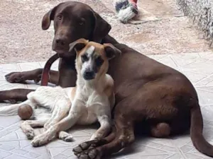 Cachorro raça vira lata com labrador  idade 1 ano nome Naymiria 