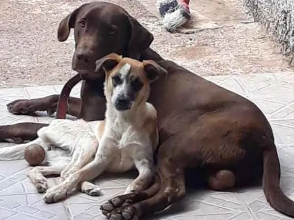 Cachorro ra a vira lata com labrador  idade 1 ano nome Naymiria 