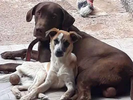 Cachorro ra a vira lata com labrador  idade 1 ano nome Naymiria 