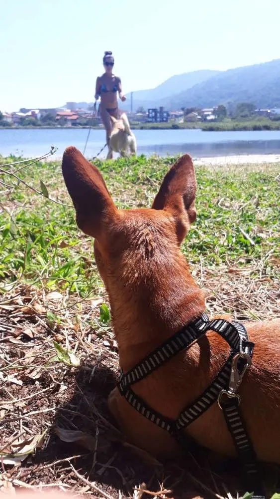 Cachorro ra a Sem raça definida idade 2 anos nome Tico