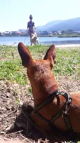 Tico