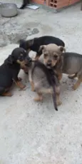 Cachorrinhos