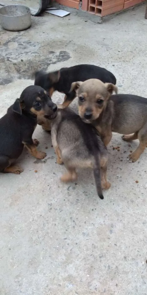 Cachorro ra a Vira lata idade Abaixo de 2 meses nome Cachorrinhos