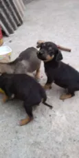 Cachorrinhos