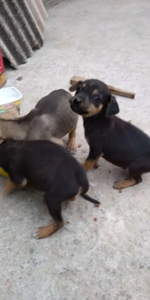 Cachorro ra a Vira lata idade Abaixo de 2 meses nome Cachorrinhos