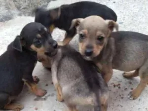 Cachorro raça Vira lata idade Abaixo de 2 meses nome Cachorrinhos
