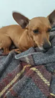 Tico