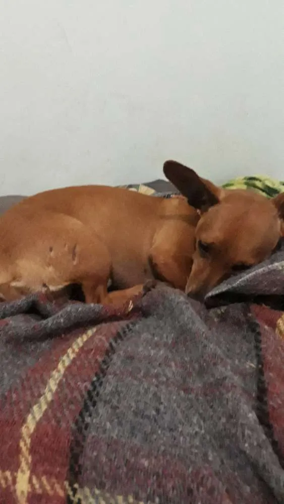 Cachorro ra a Sem raça definida idade 2 anos nome Tico