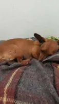 Tico