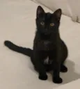 NEFERTITI