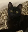 NEFERTITI