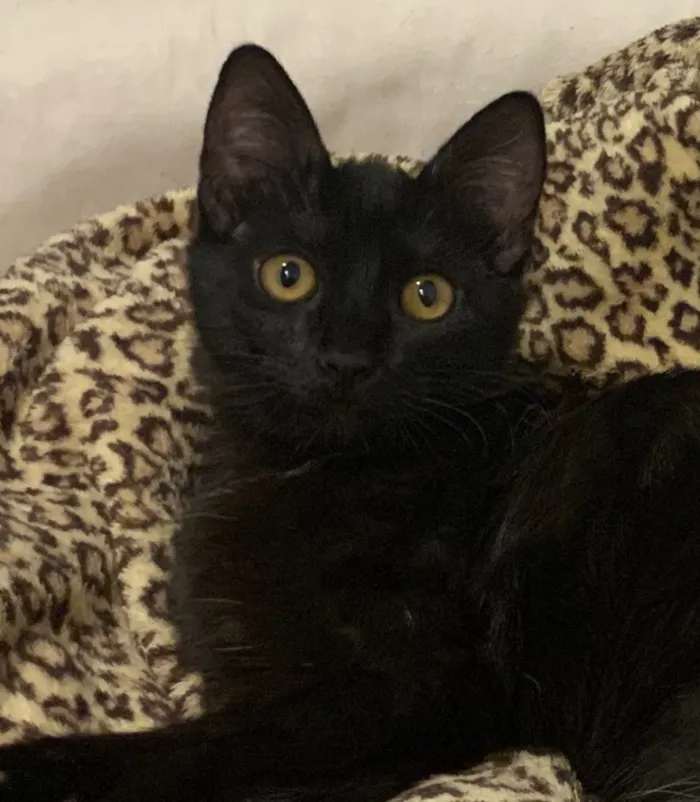 Gato ra a SRD idade 2 a 6 meses nome NEFERTITI