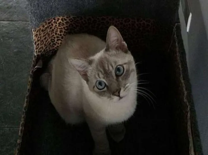 Gato ra a femea preta e o cinza idade 4 anos nome Cirse e grey 