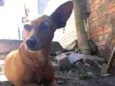 Tico
