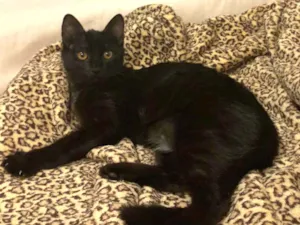 Gato raça SRD idade 2 a 6 meses nome NEFERTITI